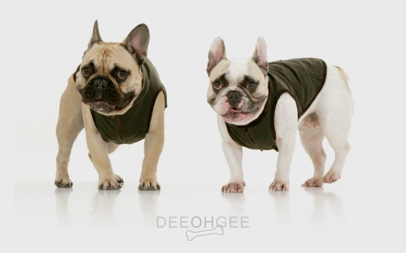 DeeOhGee Frenchie Blog Post